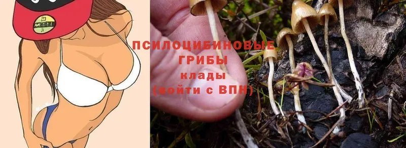 Галлюциногенные грибы Magic Shrooms  Лихославль 